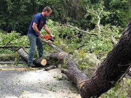 Best Hazardous Tree Removal  in Brush Prairie, WA