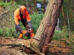 Best Stump Grinding and Removal  in Brush Prairie, WA