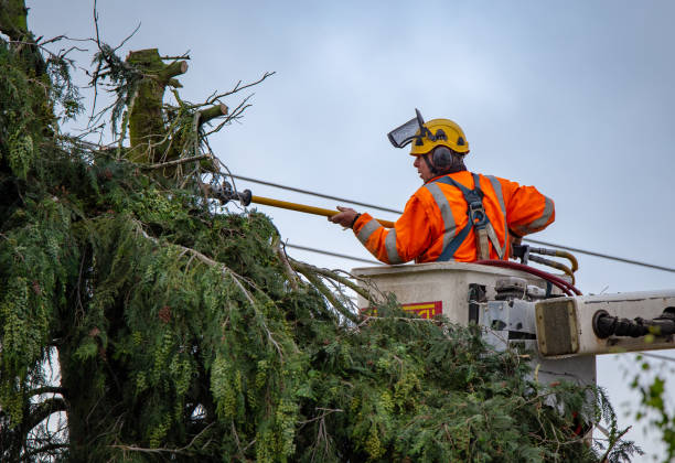 Best Firewood Processing and Delivery  in Brush Prairie, WA