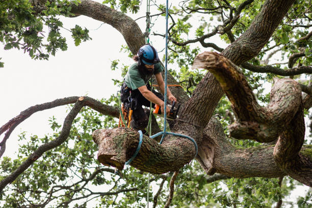 Best Fruit Tree Pruning  in Brush Prairie, WA