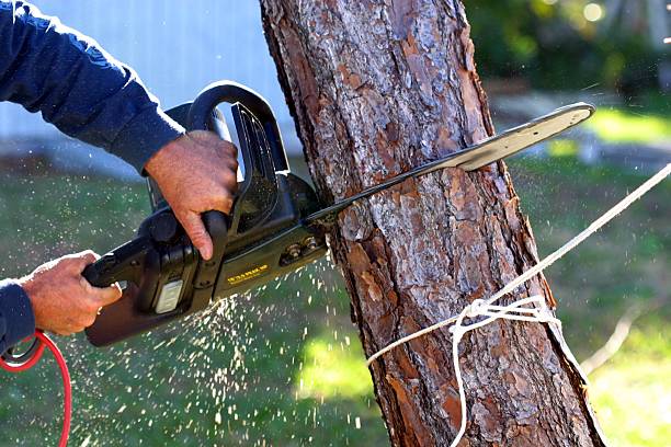 Best Commercial Tree Services  in Brush Prairie, WA