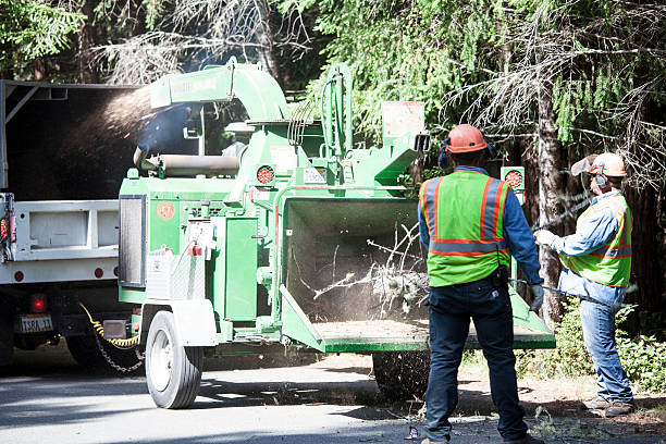 Best Palm Tree Trimming  in Brush Prairie, WA