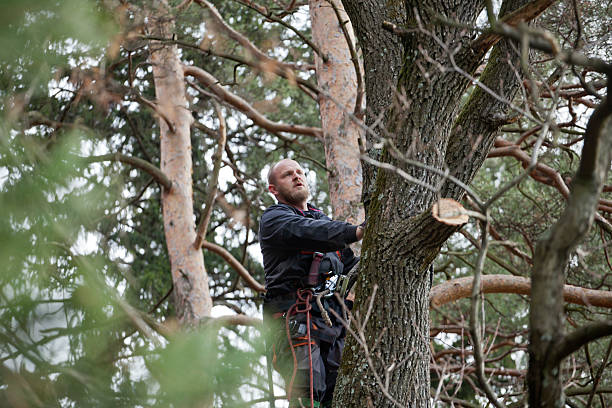 Best Tree Trimming and Pruning  in Brush Prairie, WA