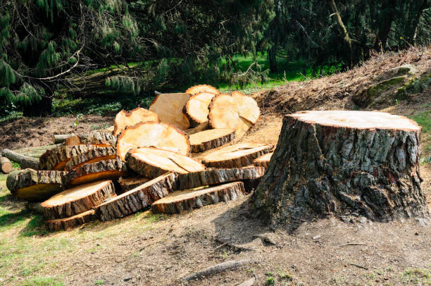 Best Root Management and Removal  in Brush Prairie, WA